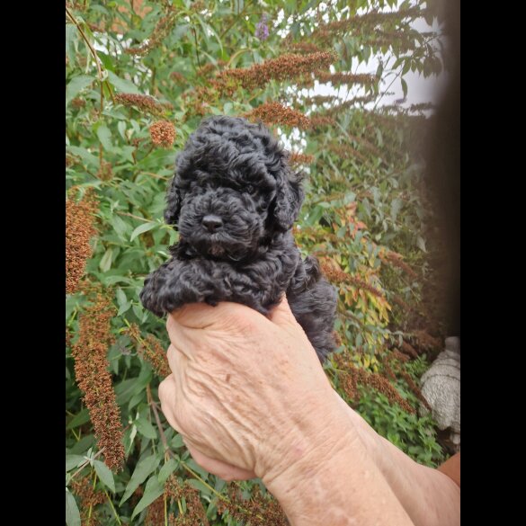 Cockapoo