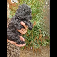 Cockapoo