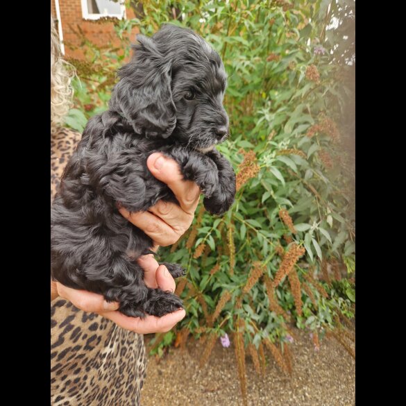 Cockapoo