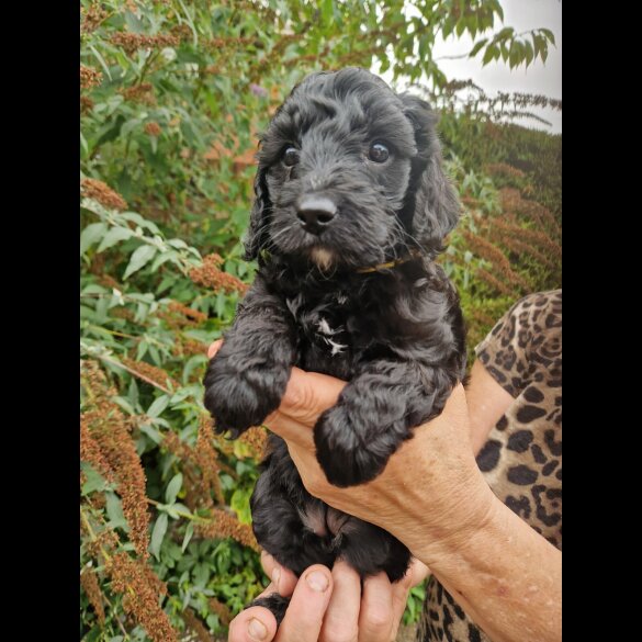 Cockapoo