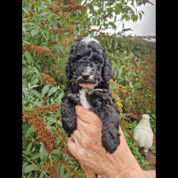 Cockapoo