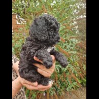 Cockapoo
