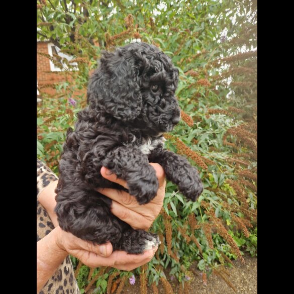 Cockapoo