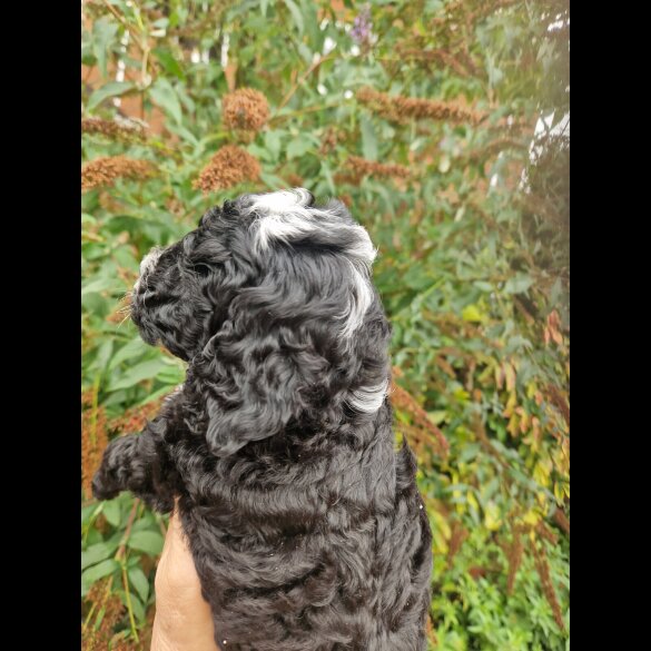 Cockapoo