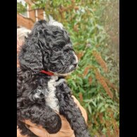 Cockapoo