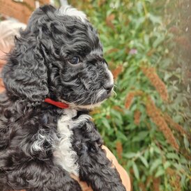 Cockapoo
