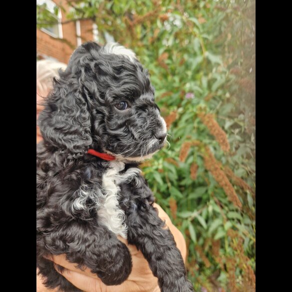 Cockapoo
