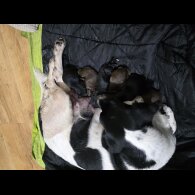 Mixed Breed