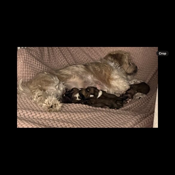 Lhasa Apso