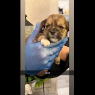 Lhasa Apso