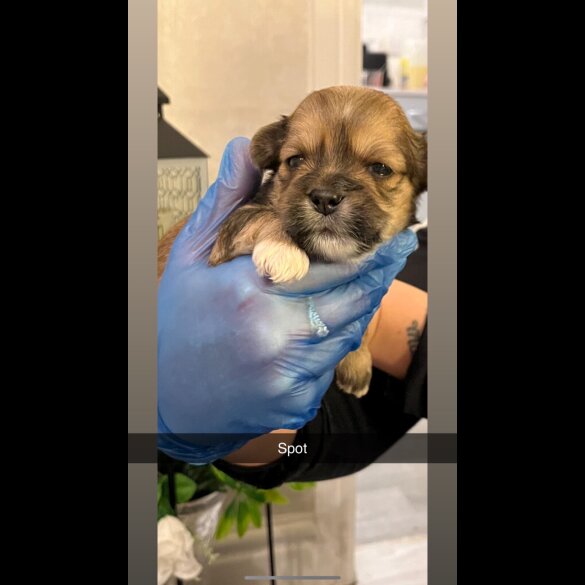 Lhasa Apso