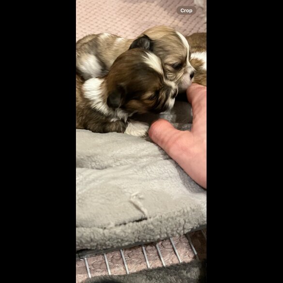 Lhasa Apso