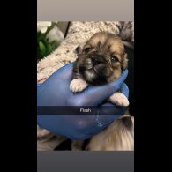 Lhasa Apso