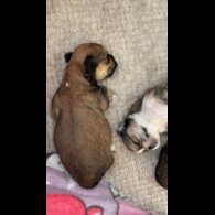 Lhasa Apso