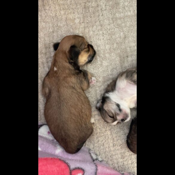 Lhasa Apso