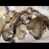 Lhasa Apso