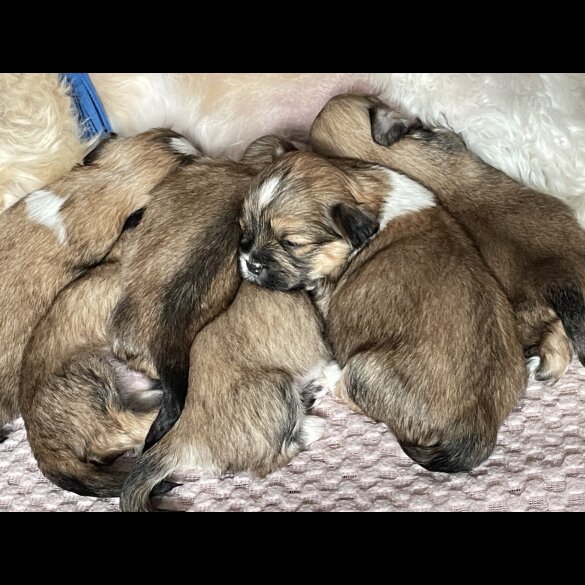 Lhasa Apso