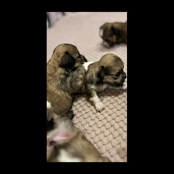 Lhasa Apso