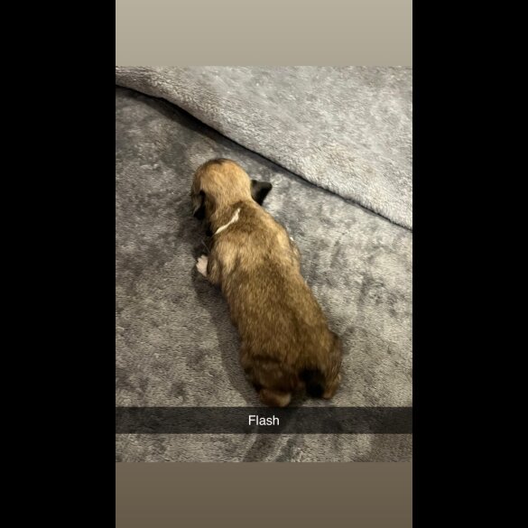 Lhasa Apso
