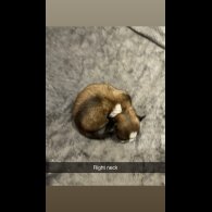 Lhasa Apso
