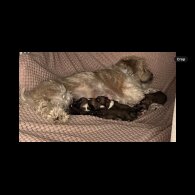 Lhasa Apso