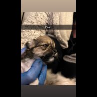 Lhasa Apso