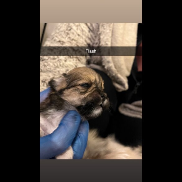 Lhasa Apso