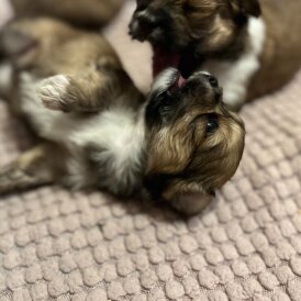 Lhasa Apso