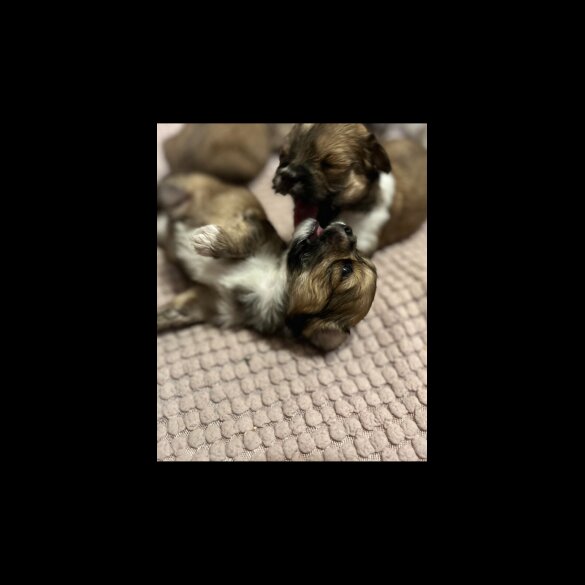 Lhasa Apso