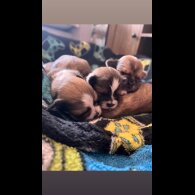 Lhasa Apso