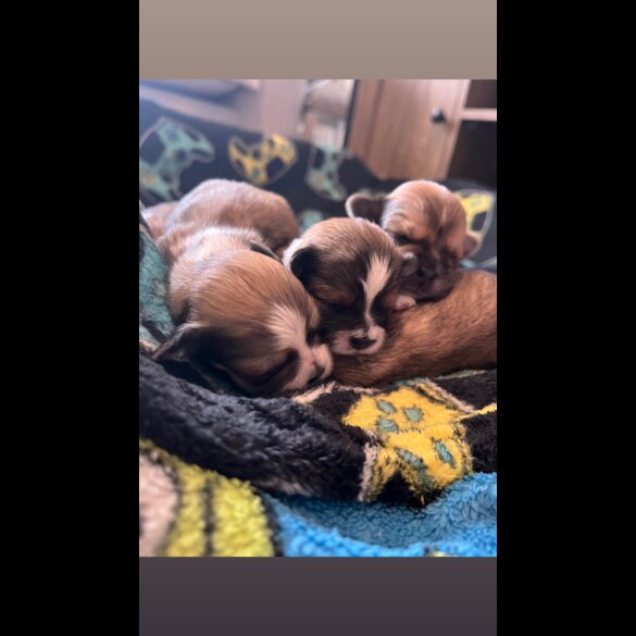 Lhasa Apso