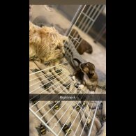 Lhasa Apso