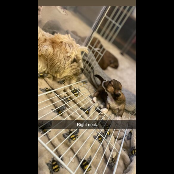 Lhasa Apso