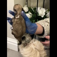 Lhasa Apso