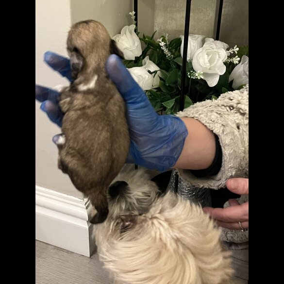 Lhasa Apso