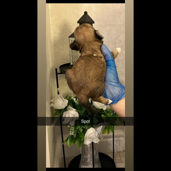 Lhasa Apso