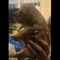 Cockapoo