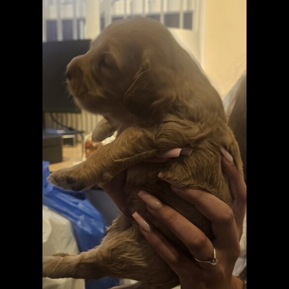 Cockapoo