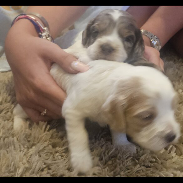 Cockapoo