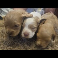 Cockapoo