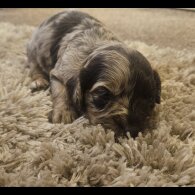Cockapoo