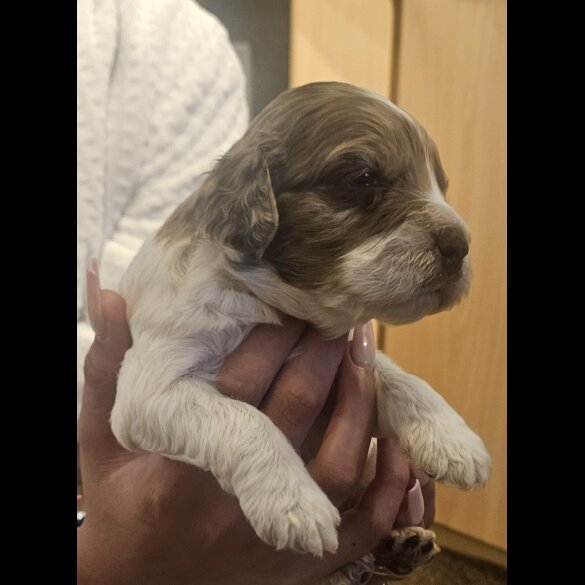 Cockapoo