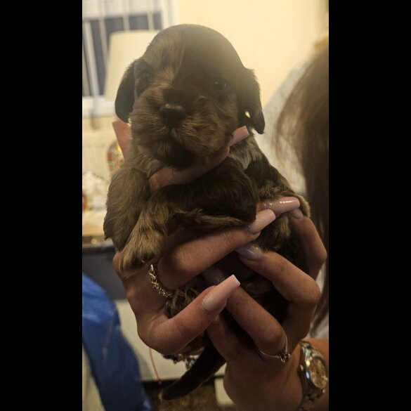 Cockapoo