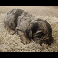 Cockapoo