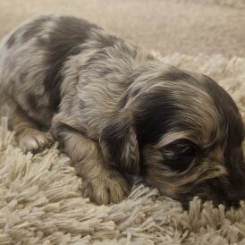 Cockapoo