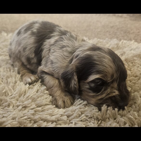 Cockapoo
