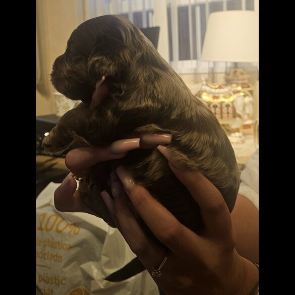 Cockapoo