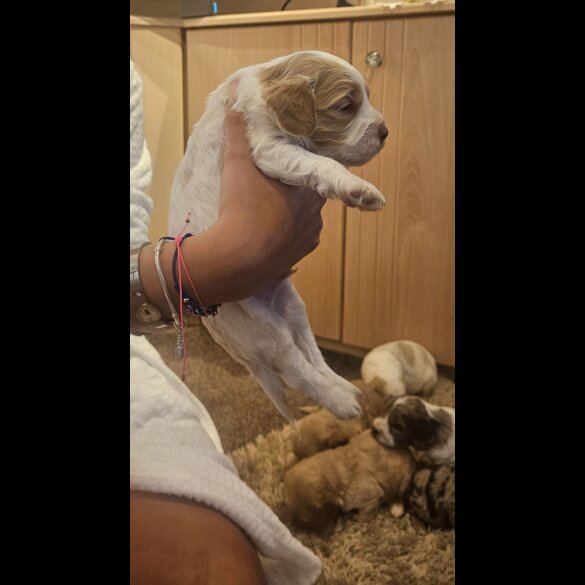 Cockapoo
