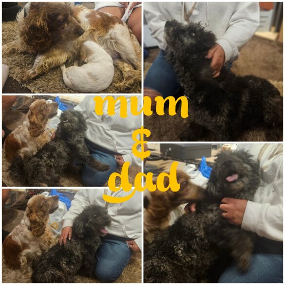 Cockapoo