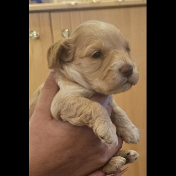 Cockapoo